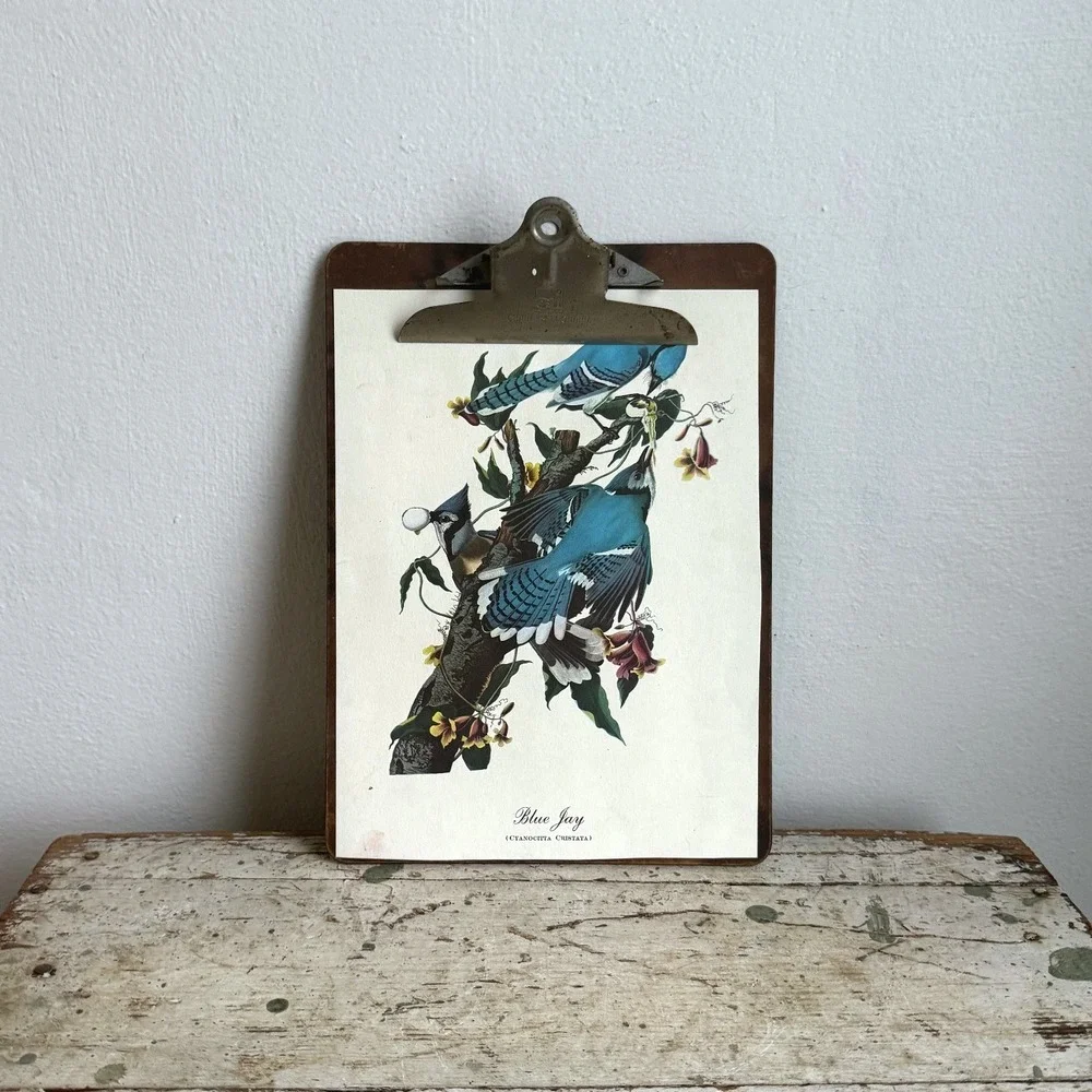 Vintage Charles Leonard Clipboard Blue Jay Bird Illustration Botanical Art Decor